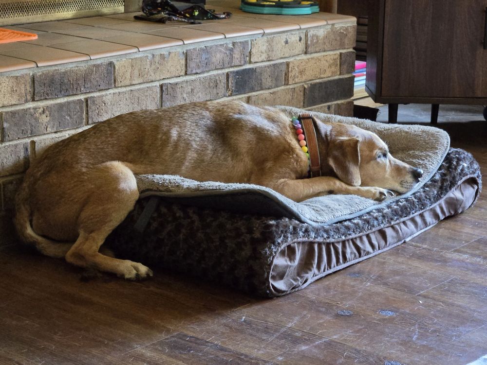 Old dog resting on his bed. 