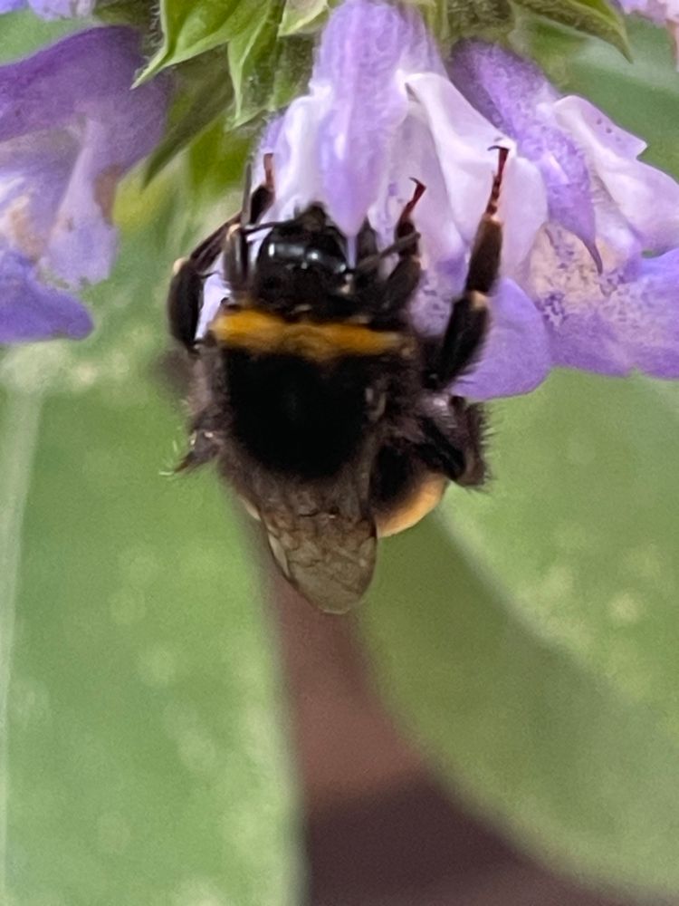 Slapende hommel op de paarse bloem van salie. 