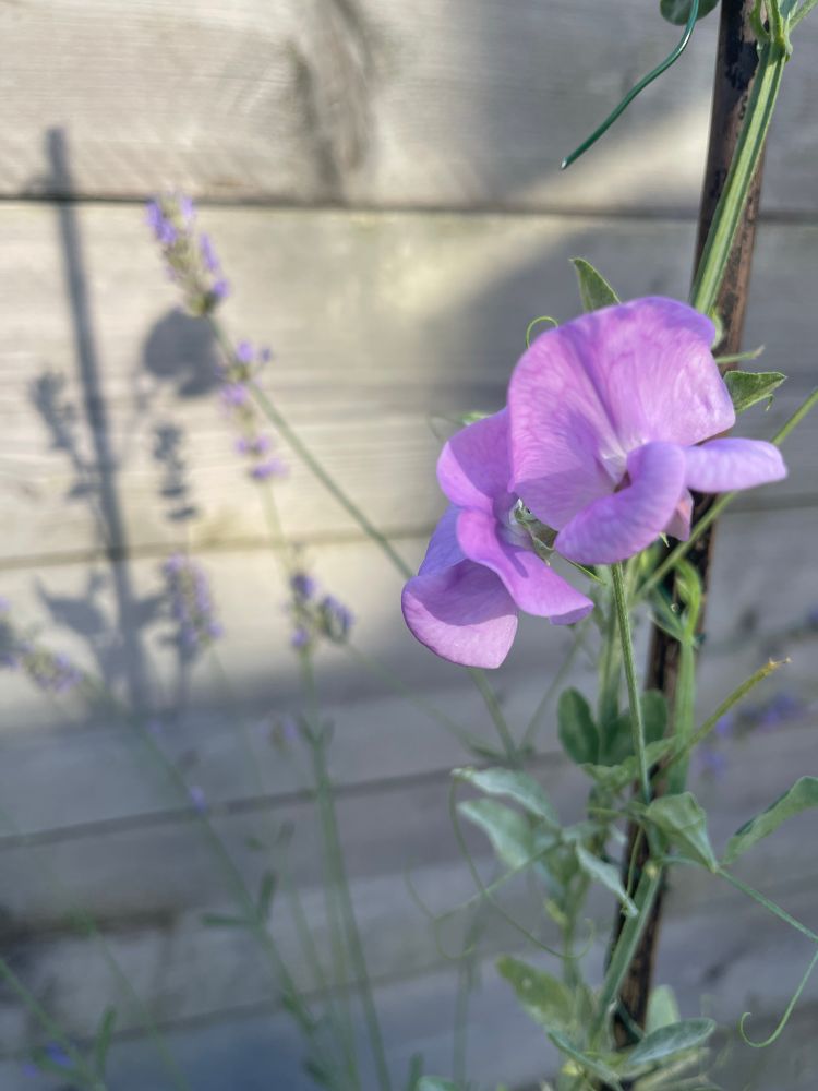Lila bloem van een lathyrus voor een houten schutting met op de achtergrond een paar lavendel bloemen en hun schaduw tegen de schutting.