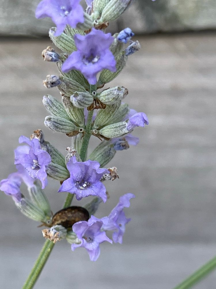 Kleine slak die zich heeft genesteld tussen de bloemetjes van de lavendel. De 2 voelsprieten zijn net zichtbaar.