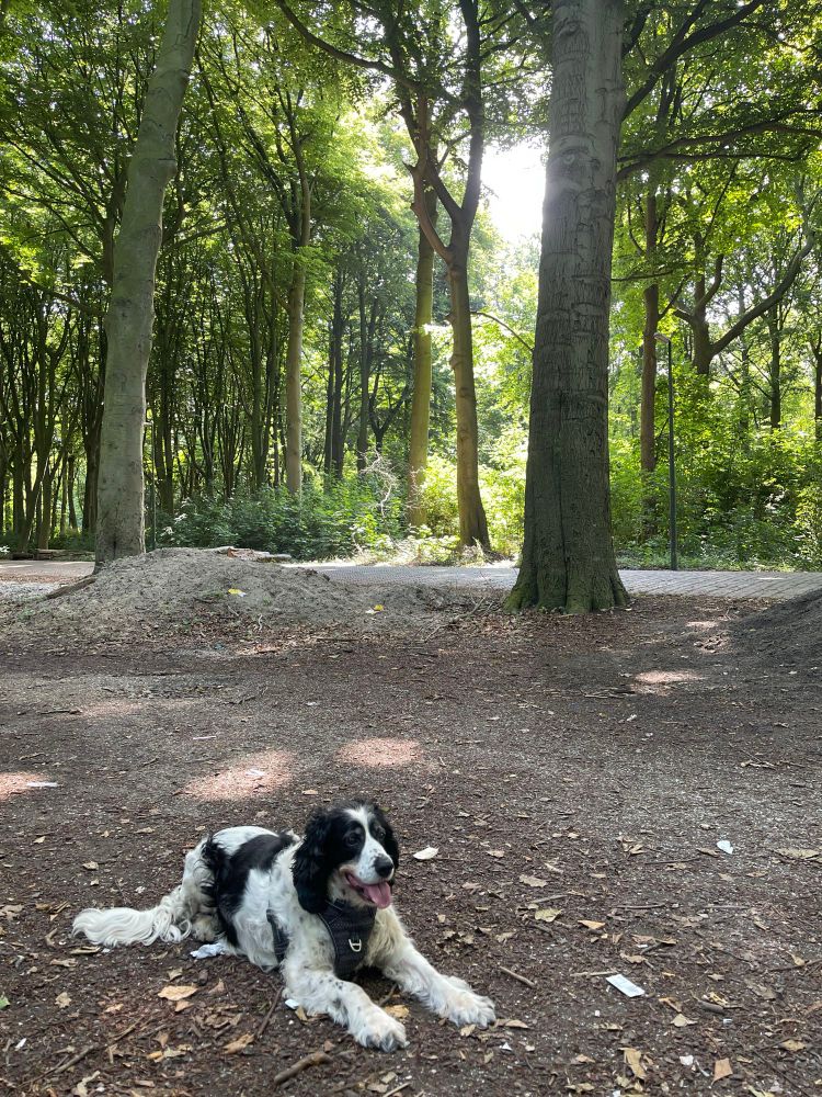 Emmey, een zwarte-witte Engelse Springer Spaniel, ligt in het bos na de wandeling. Achter haar is een berg zand te zien, het pad dat leidt naar Paleis Huis ten Bosch en de bomen. De zon schijnt door de kruinen van de bomen en zorgt voor mooi gefilterd licht.
