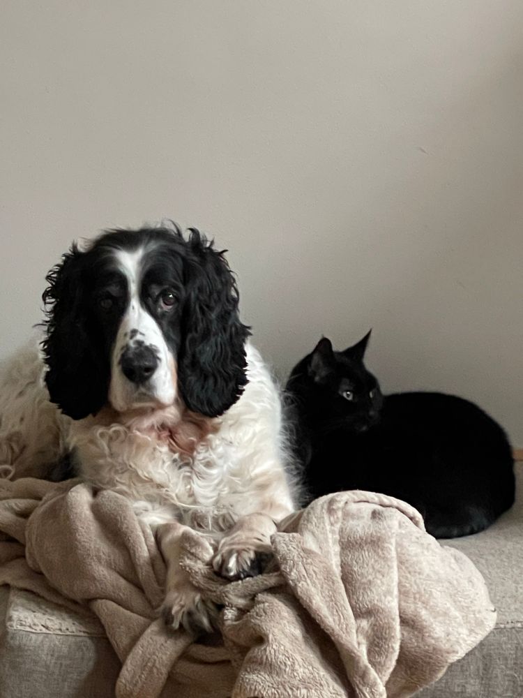 Emmey, a black and white English Springer Spaniel chilling together with Cathey, a black cat.