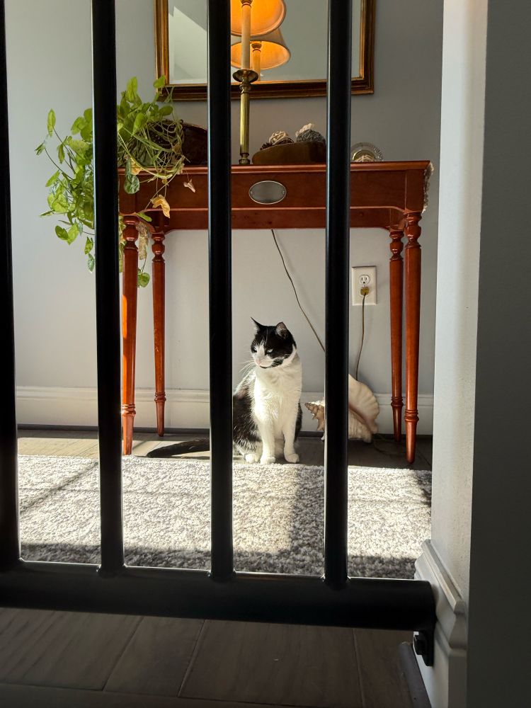 Black-and-white cat standing in sunlight, seen through stairwell railings 