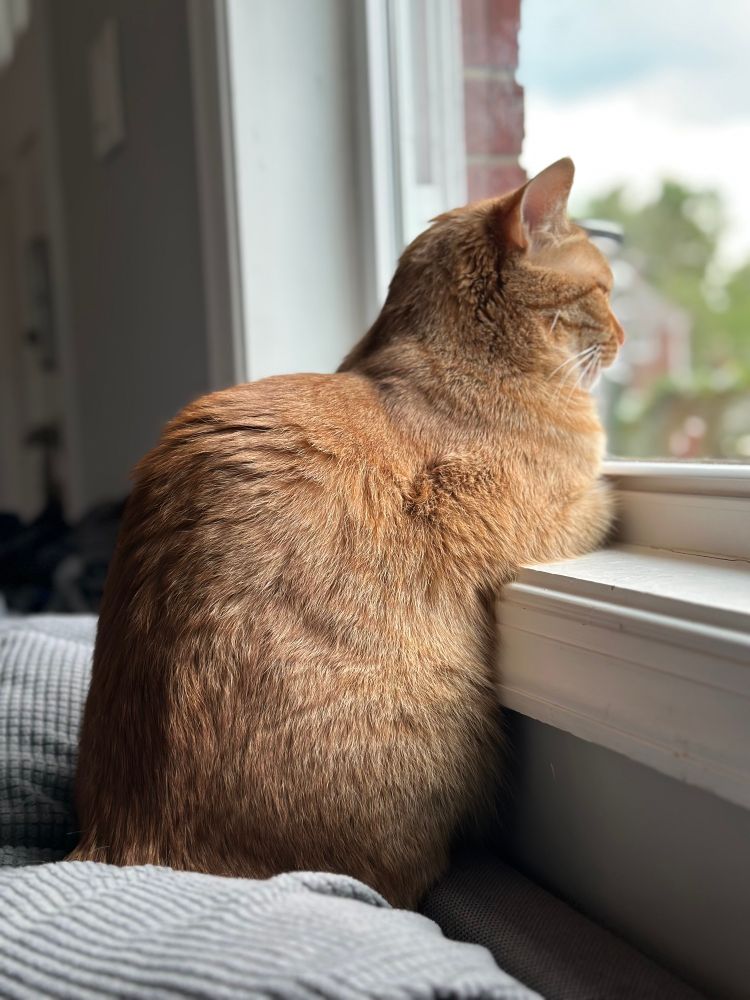 An orange cat sits with his front legs on a windowsill. 