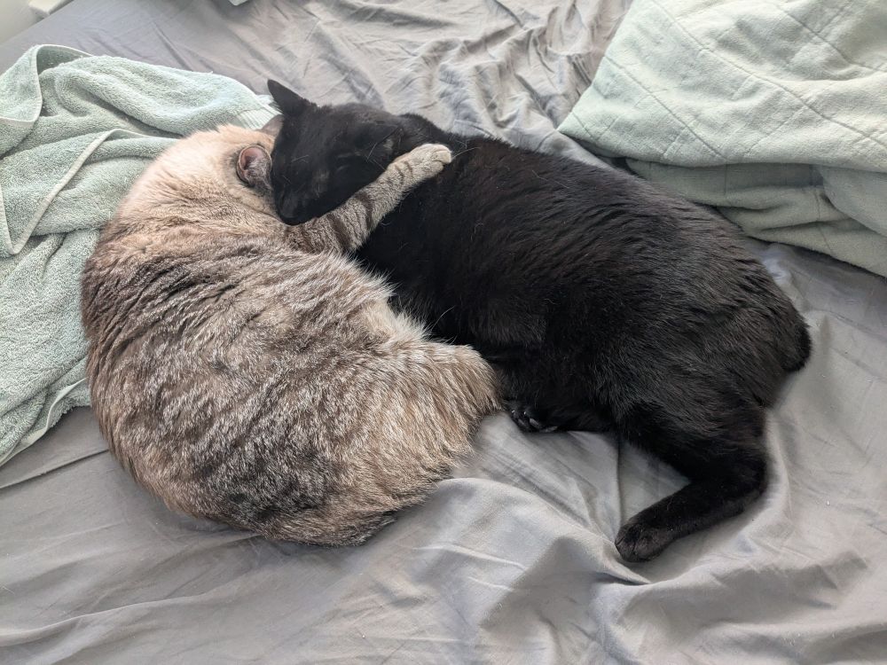 Two cats!