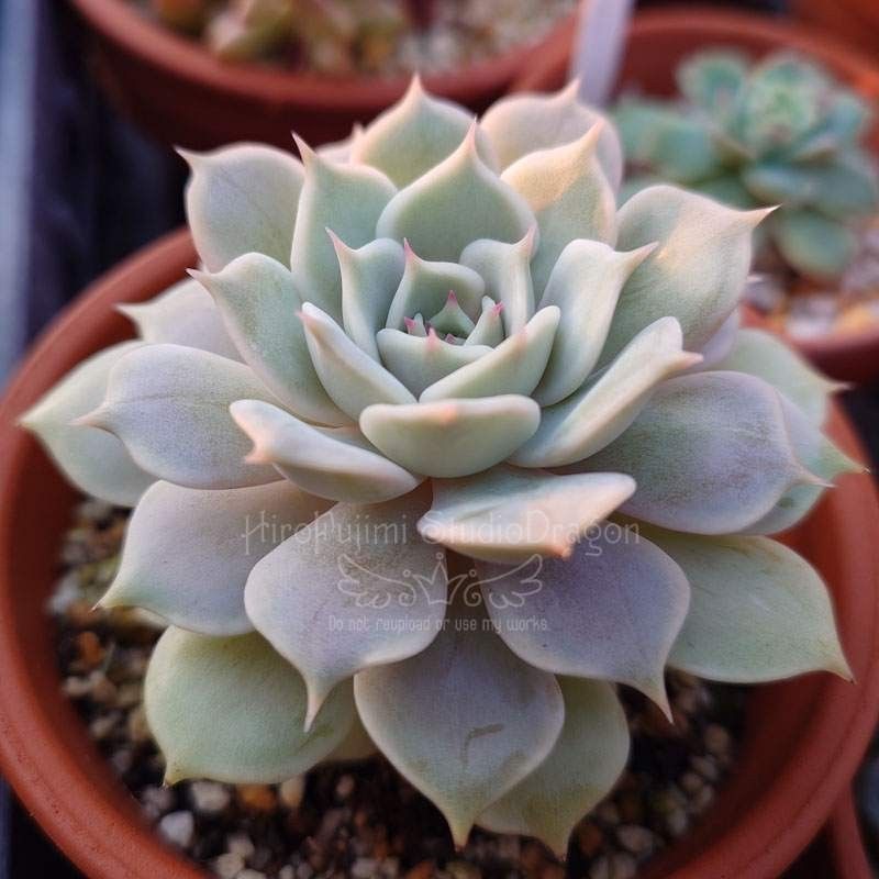 エケベリア・ローラ(大)