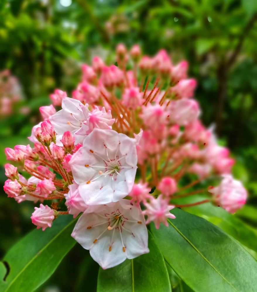  3 Blüten in Rosatönen und Knospen, Tübingen,  Botanischer Garten 
