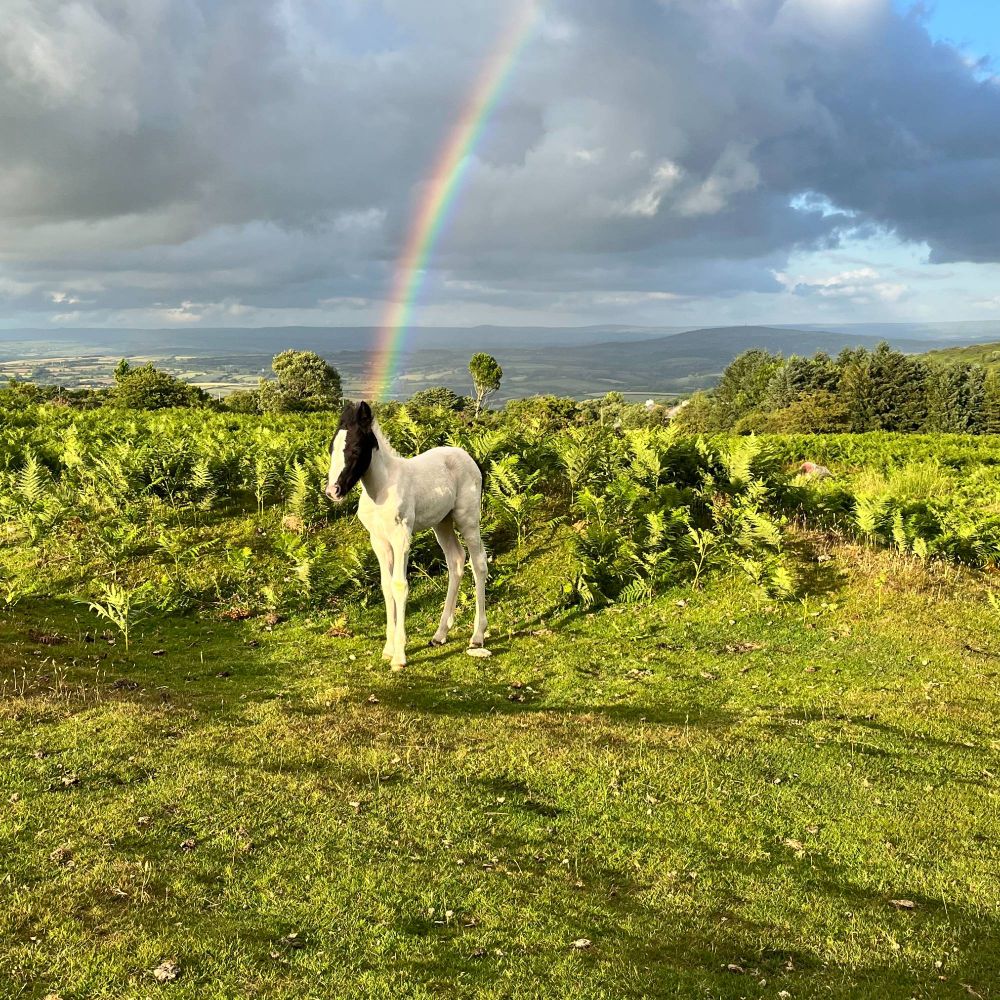 Pony in a green field with a rainbow coming out of head into a cloudy blue sky