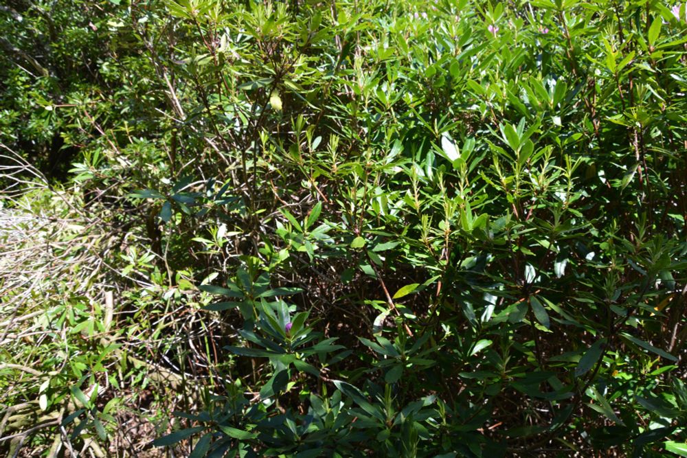 2020: Before Rhododendron Clearance