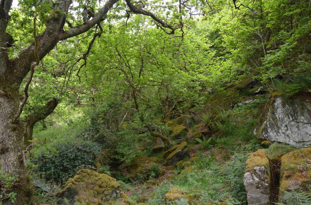 Ferry Wood hillside including oak tree pictured. 