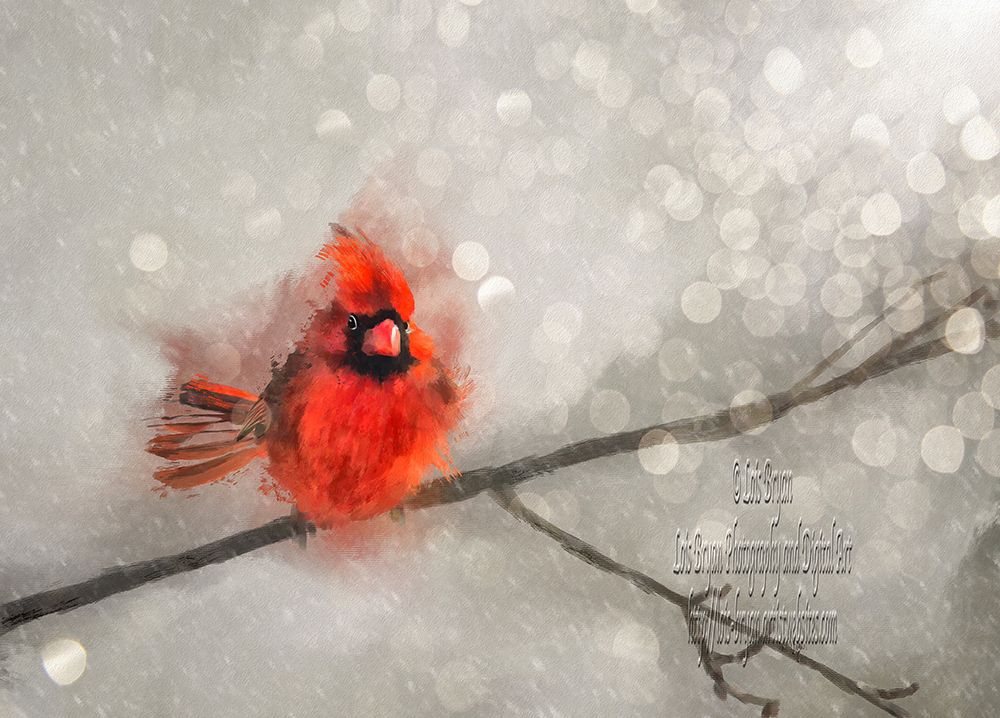A brilliant Northern Cardinal hangs on tight to his tree branch on a snowy windy day. Winter can bring unexpected weather shifts and the gusty cold can make life miserable for all our wildlife friends … but the misery of the little birdies always goes right to my heart.

Image sketched and painted by hand, digitally, and very loosely based on one of my own photos using Corel Painter, a Wacom tablet, the art pen stylus and a wide variety of beautiful digital brushes.

This image was not created using AI - Artificial Intelligence programs.

https://lois-bryan.pixels.com/featured/northern-cardinal-on-a-snowy-windy-day-lois-bryan.html