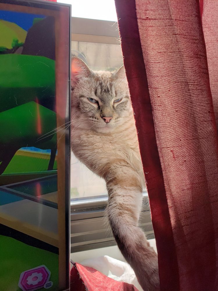 My cat scarecrow on a window hammock partly obscured by curtains 