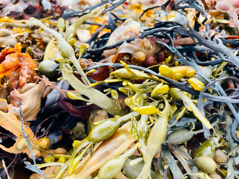 A close-up shot of a variety of seaweeds in various shades of greens, browns and black.