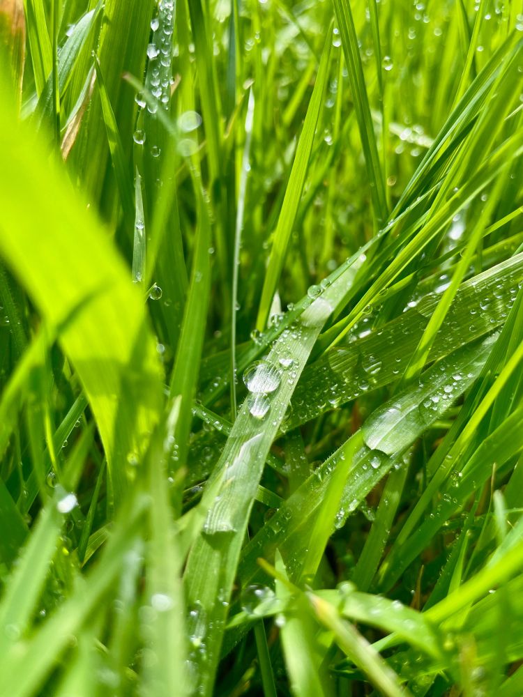 A colour macro photograph of dew drops on blades of grass, glinting in the morning spring sunshine.