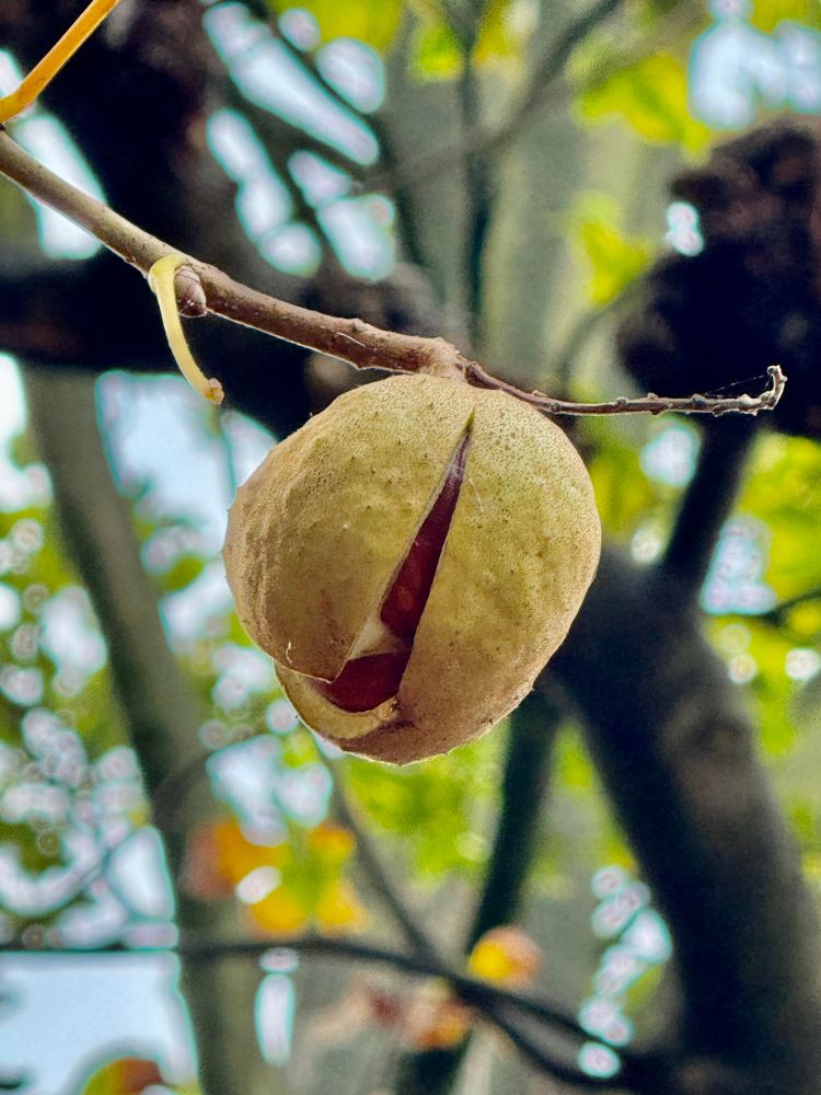 A horse Chestnut tree. High up in the branches it begins to split open spiky green cases with the conker inside.