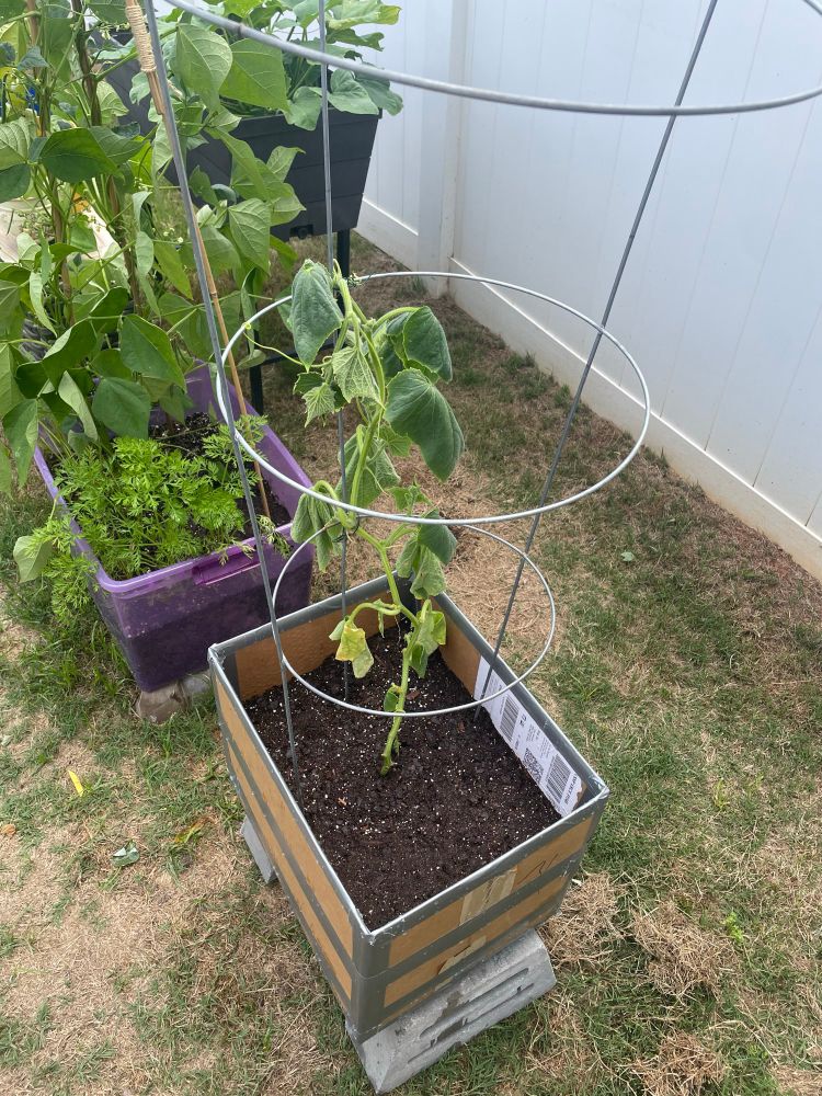 a sad looking cucumber plant inside the circle of a tomato cage, planted in a cardboard box in my backyard. behind it, a purple plastic bin with carrot stalks and pole beans. 