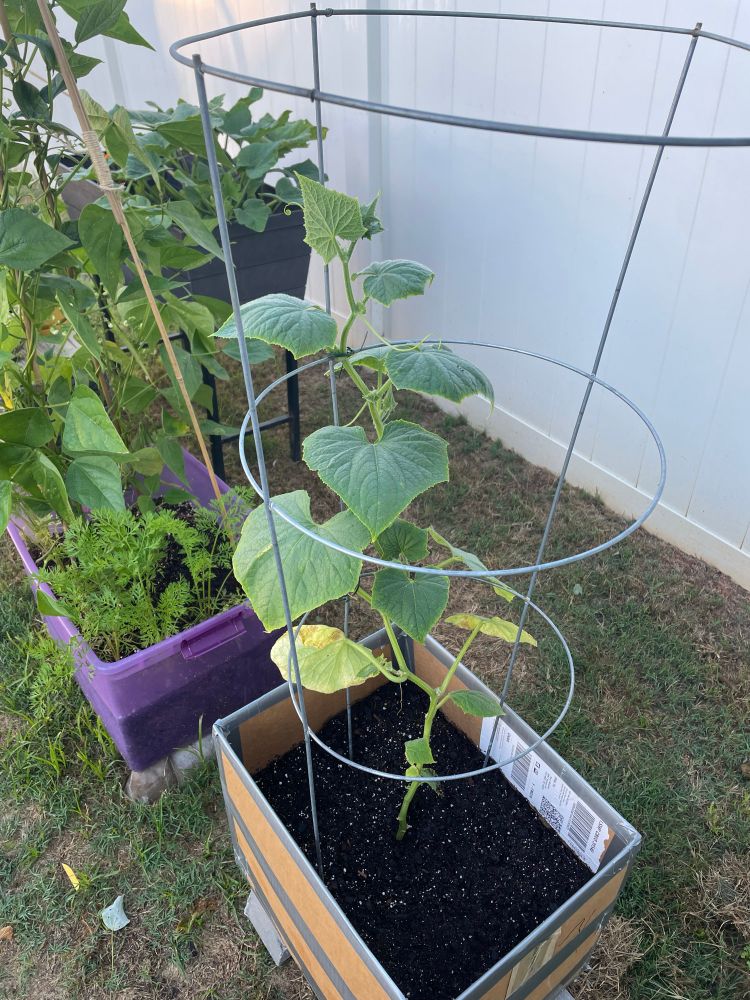 same cucumber plant 24 hours later, looking much perkier. 