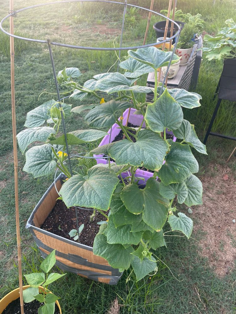 two weeks later, the same cucumber plant thriving and broad-leafed within the loving confines of its tomato cage. a few small yellow blooms can be seen amongst the leaves. 