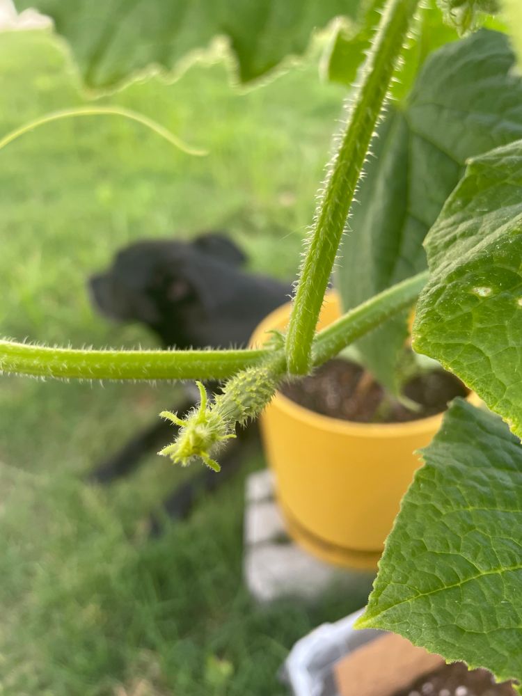 foreground: a tiny spiky cucumber fruit on a vine, an unopened flower bud at its end. background, blurred: a yellow pot with stubbornly ungerminated lavender seeds, and a black dog named Archer lying on the grass behind it all. 