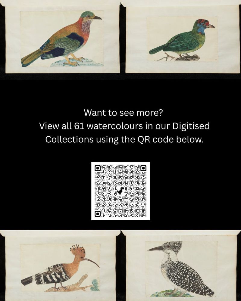 Four watercolour side views of colourful birds.