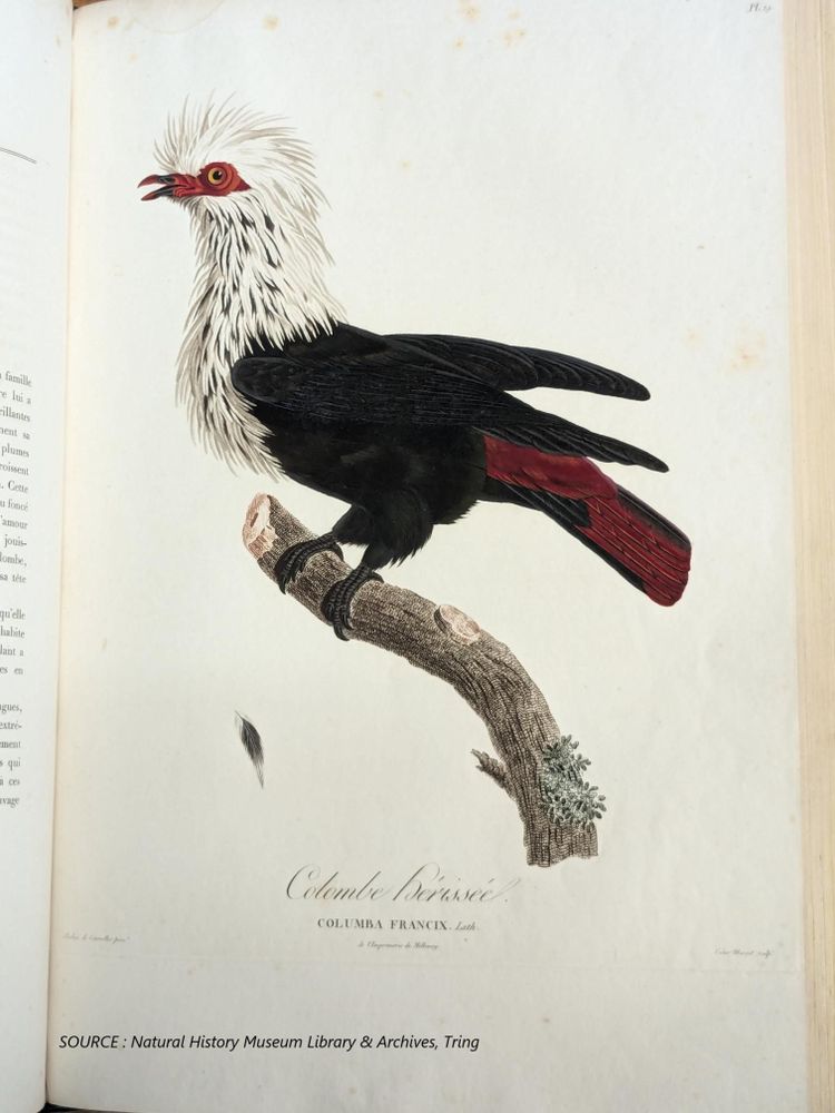 Illustration of Columba Francix, white red and black feathers perching on a branch full page in open book