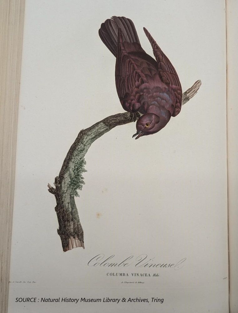 Illustration of Columba Vinacea pigeon perching on a branch looking down on full page of open book