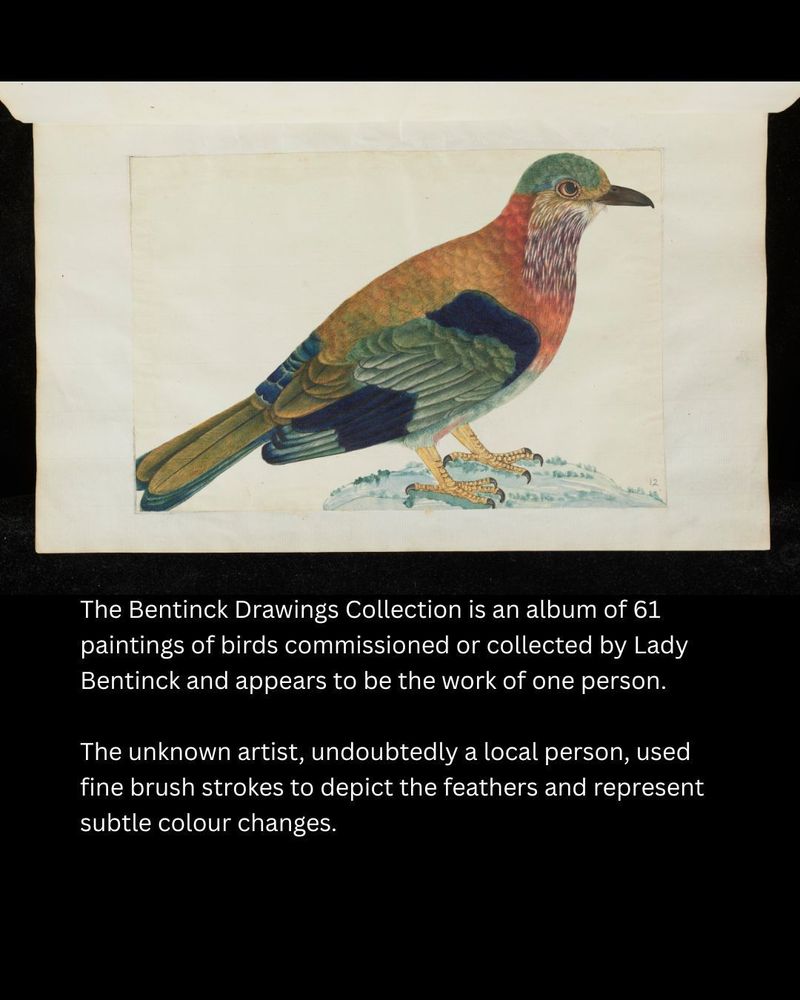A watercolour side view of a multicoloured bird. The bird is facing to the right of the image.