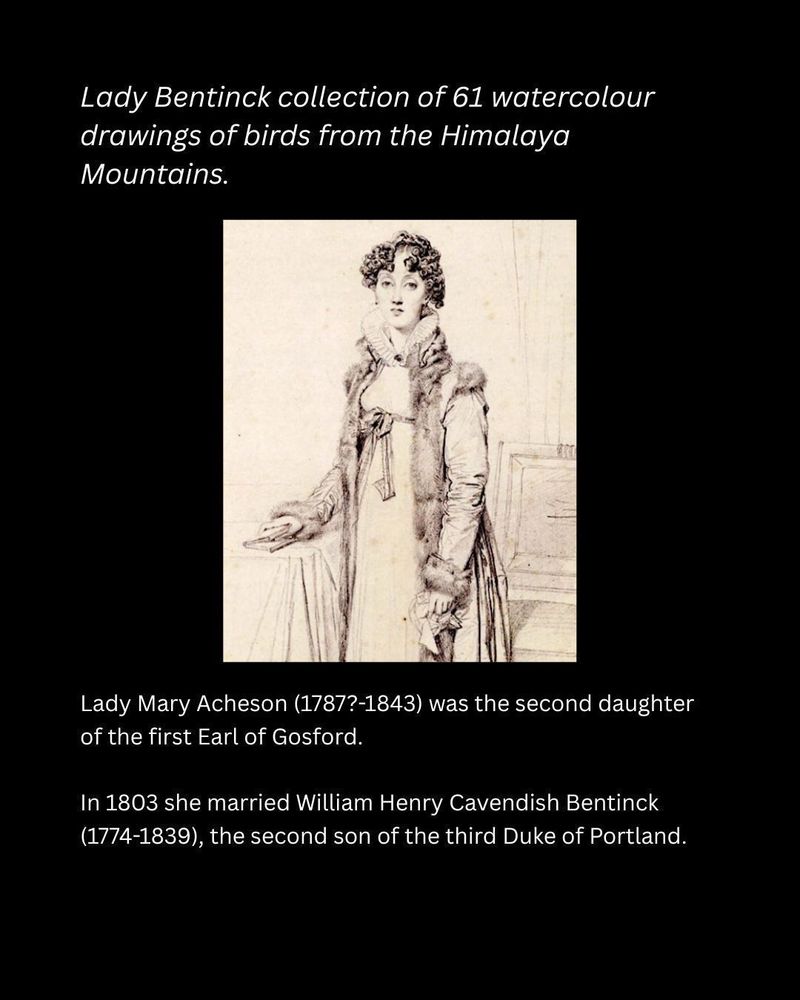 An early-19th century portrait in ink of a young woman in a fur-trimmed dress.