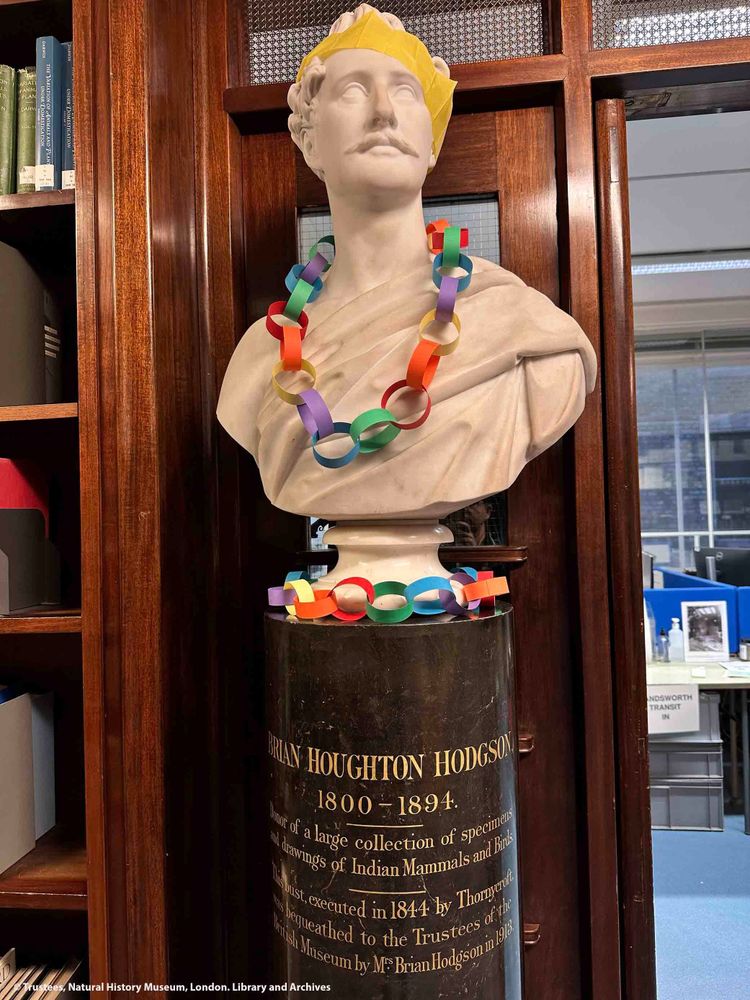 A marble bust of Brian Houghton Hodgson on a plinth. It is wearing a paper hat and paper chain necklace. An elf lies round the neck.