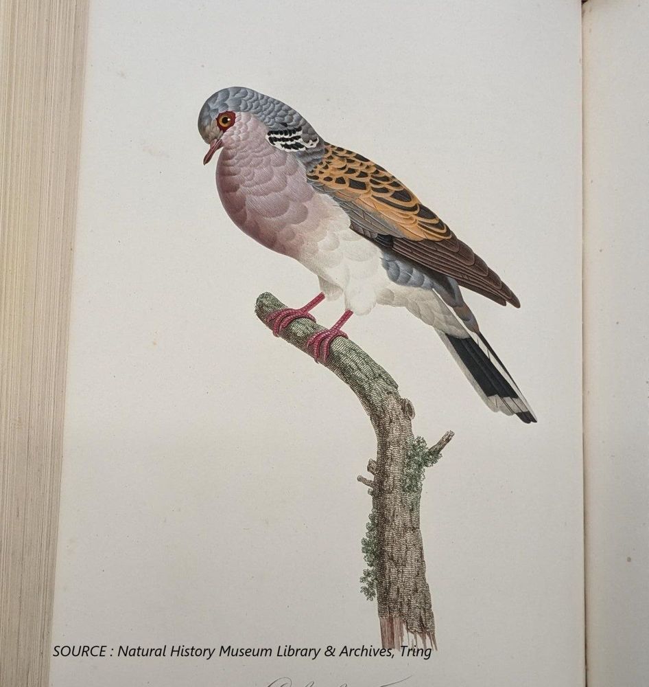 Illustration of Columba Turtur pigeon perched on branch full page in open book 