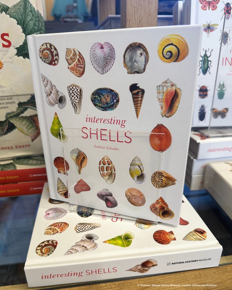 The book 'Interesting shells' on display.