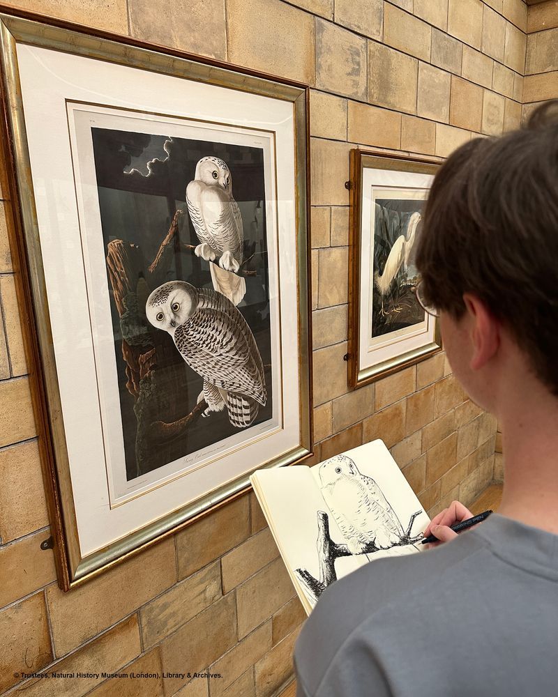 Looking over the shoulder of a person who is standing in a gallery sketching from a framed image of owls on the wall in front of them.