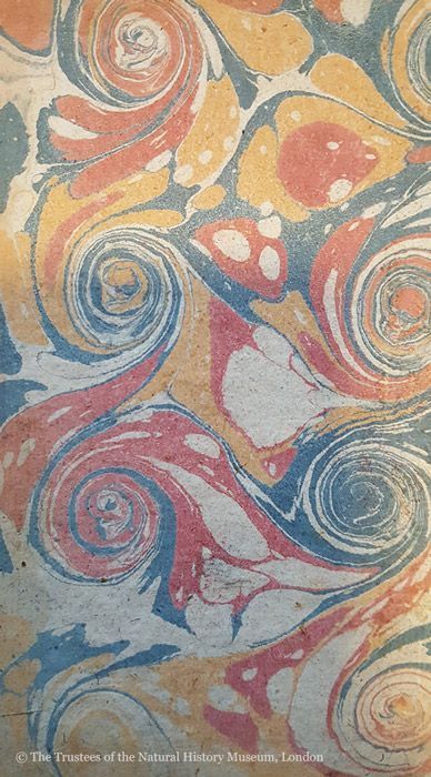 A photograph of an eighteenth-century marbled paper with swirls of blue, yellow, pink and white.