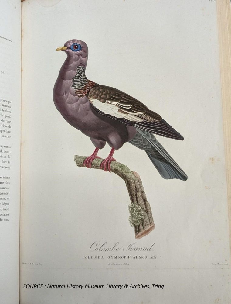 Illustration of Colombe Jounud pigeon perching on a branch full page in open book