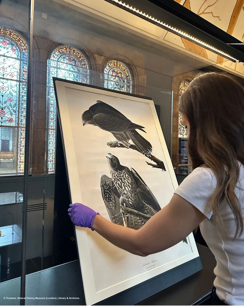 A large piece of artwork showing two birds is placed into a glass cabinet by a member of staff wearing gloves.