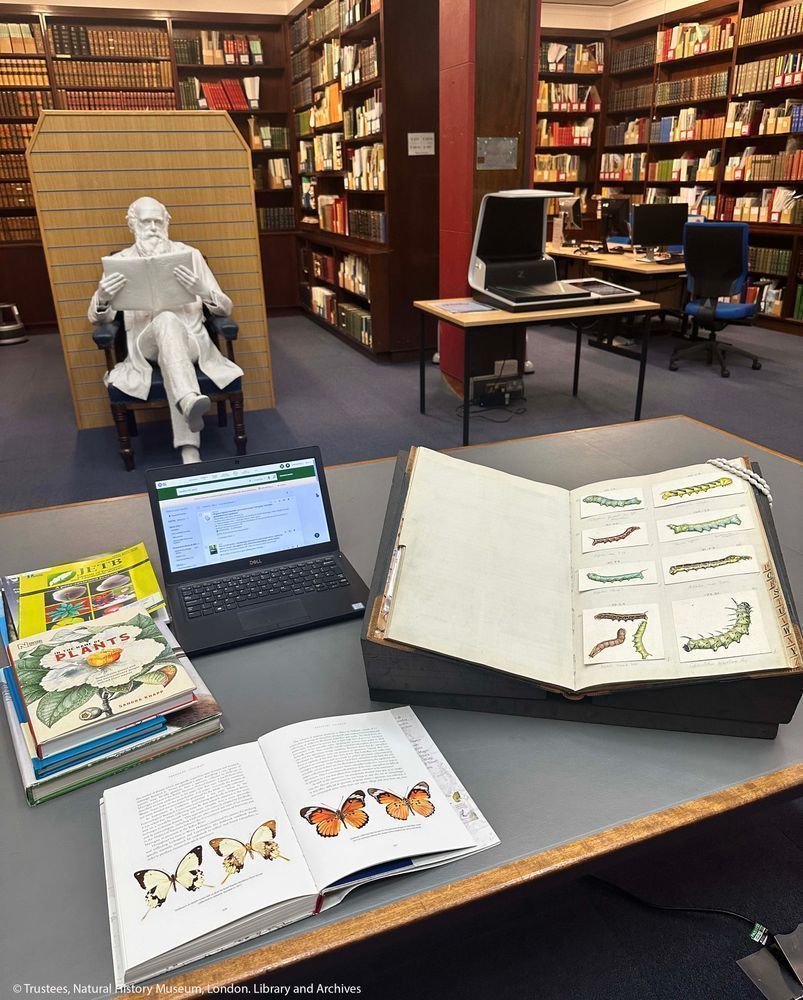 A photograph of items sitting on a table in the Library and Archives Reading room. In the foreground, a table with a laptop, a small pile of books and journals and open modern book showing images of butterflies. On the right is an open bound manuscript, with colour illustrations of caterpillars. It is resting on foam supports. In the background are wall to wall book shelves, a seated life sized model of Charles Darwin and computers on desks.