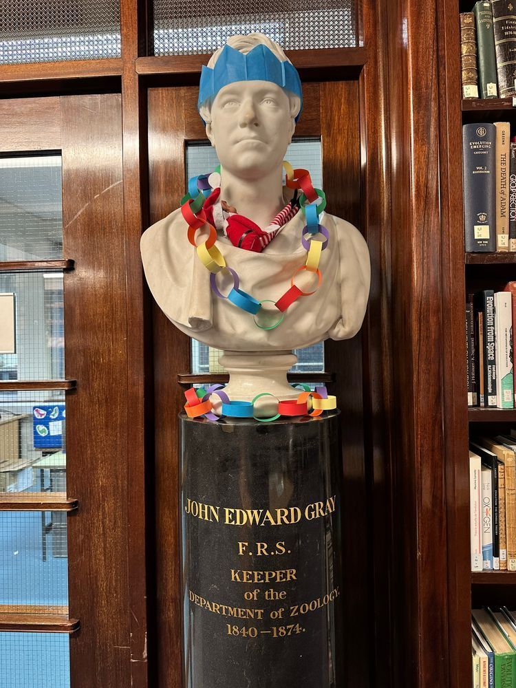 A marble bust of John Edward Gray on a plinth. It is wearing a paper hat and paper chain necklace. An elf lies round the neck.
