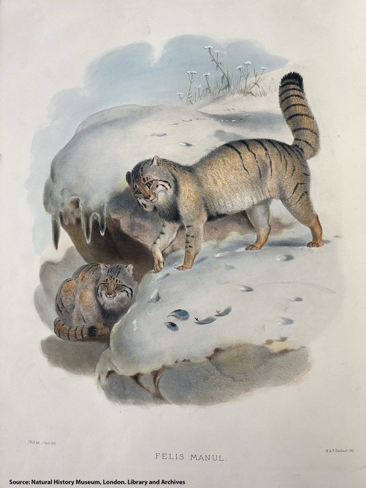 Published image showing two stripy wild cats on a snow covered ground. The cats are light brown with black stripes.  