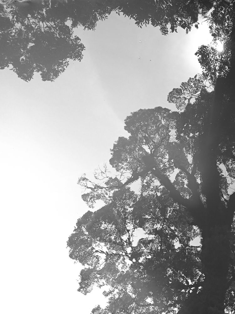 モノクロ写真。湖面に映る木。