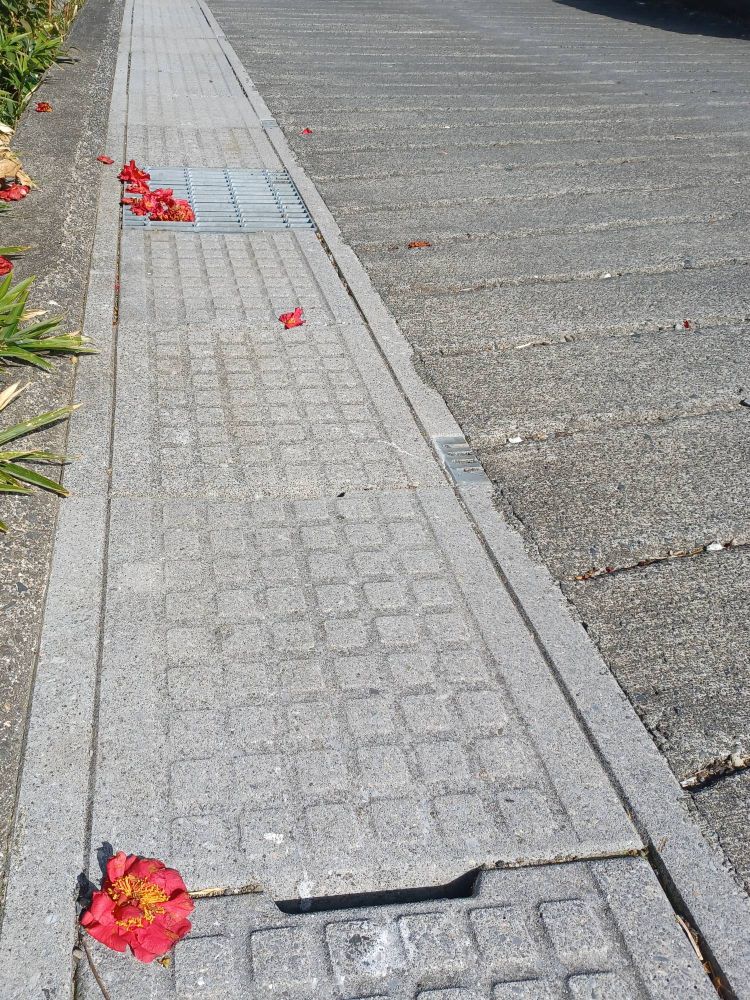道の写真。側溝蓋の上にツバキの花がぽつぽつ落ちている。