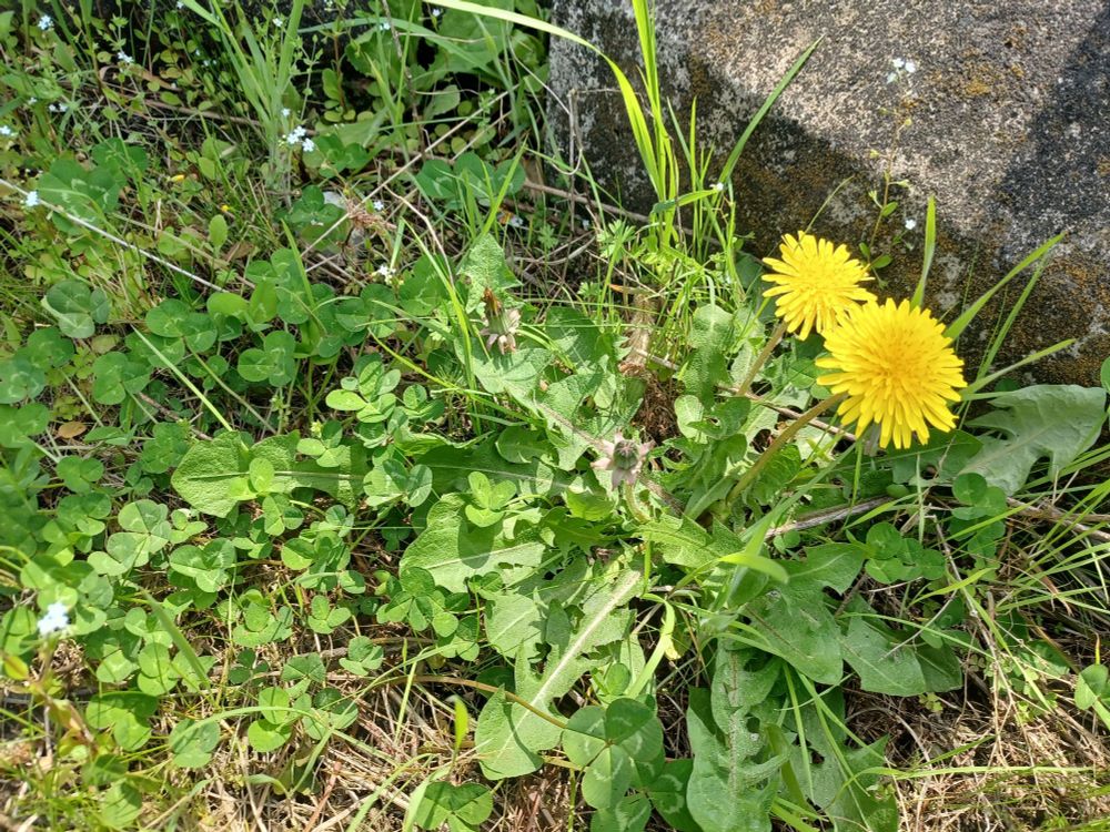 バス停の標柱の下にタンポポが咲いています。