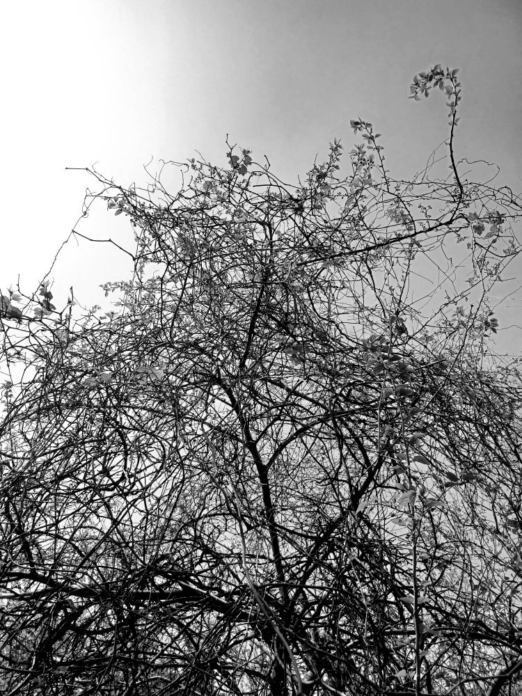 モノクロ写真。入り組んだ細い木と蔦が空に向かって伸びています。