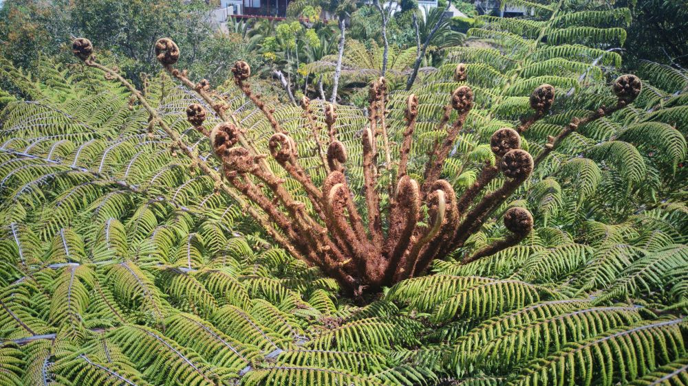 Unfurling ponga koru