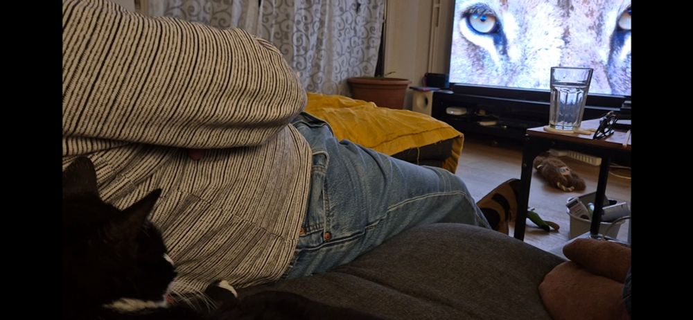 A black and white cat is snuggled next to a human in jeans and a jumper on a brown sofa.
The fluffy cheeked cat is staring at a TV screen filled with a close up of a lion's face.
The floor is littered with dog toys and grooming tools and there is a glass of water on a coffee table between the sofa and the telly.