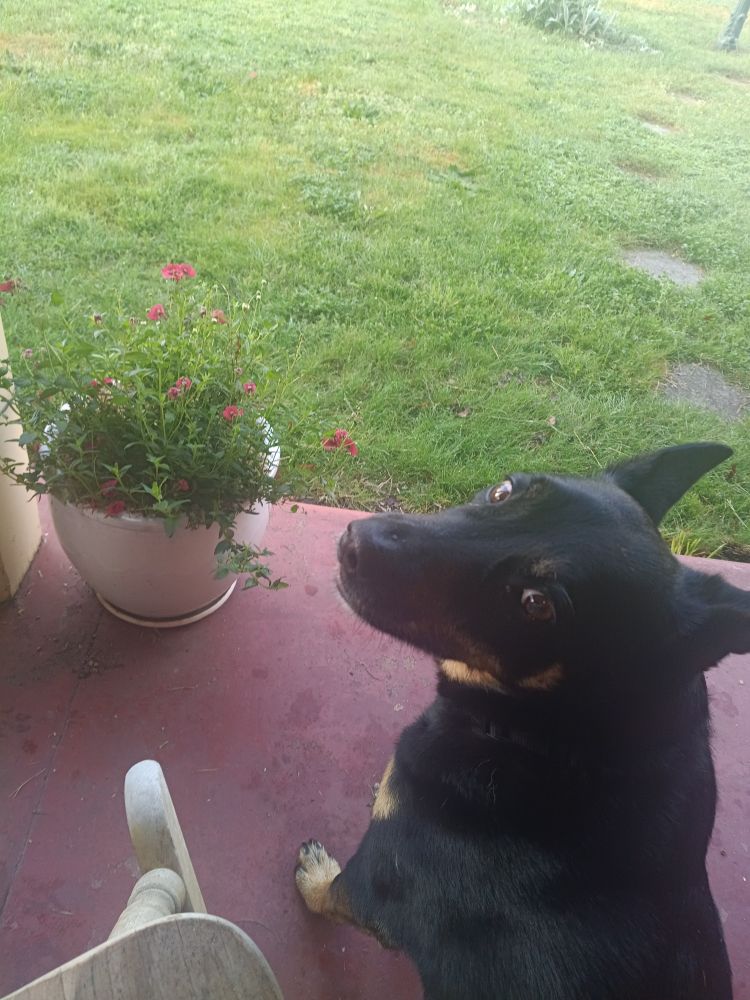 A little black and tan dog sits on a porch next to a pot of flowers, looking up at the photographer.