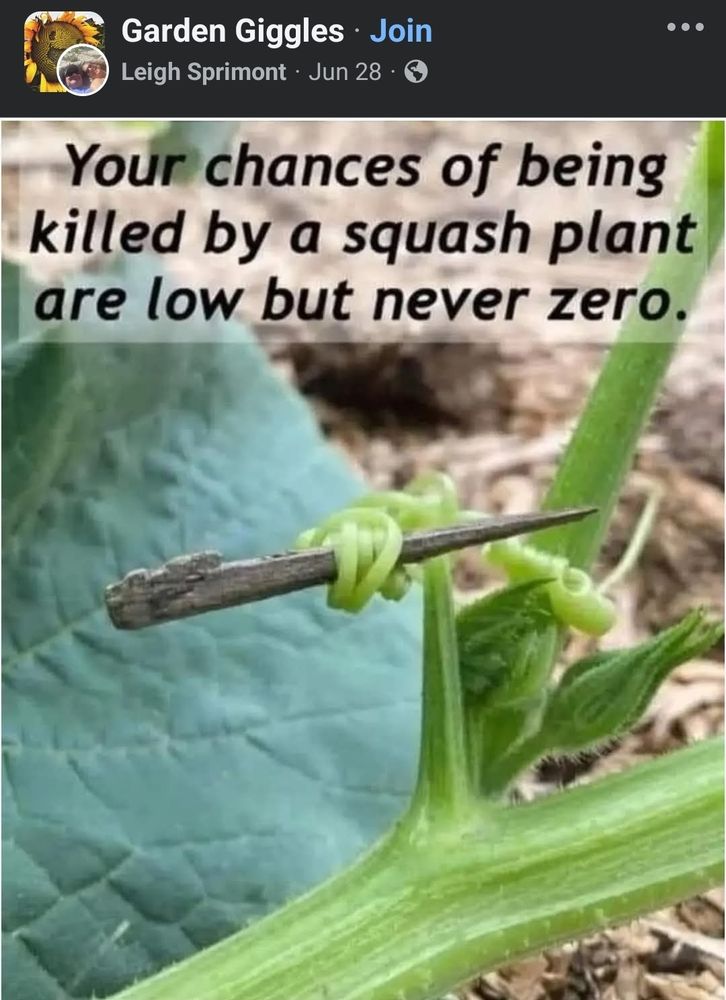 Image of a squash plant whose tendrils have grabbed a sharp splinter like Buffy holding a stake. Text reads, 