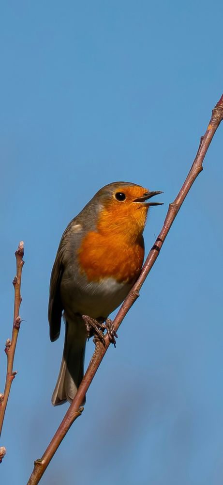 Rotkehlchen auf einem Zweig