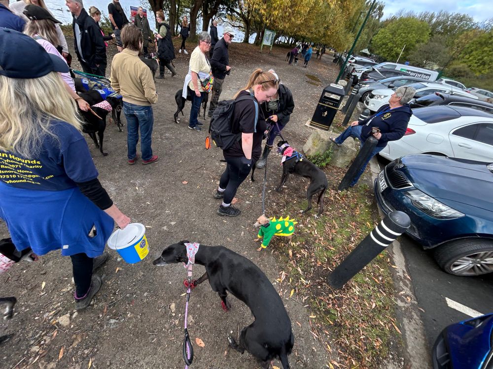 many greyhounds and people stood next to a lake and car park. peg dog in front