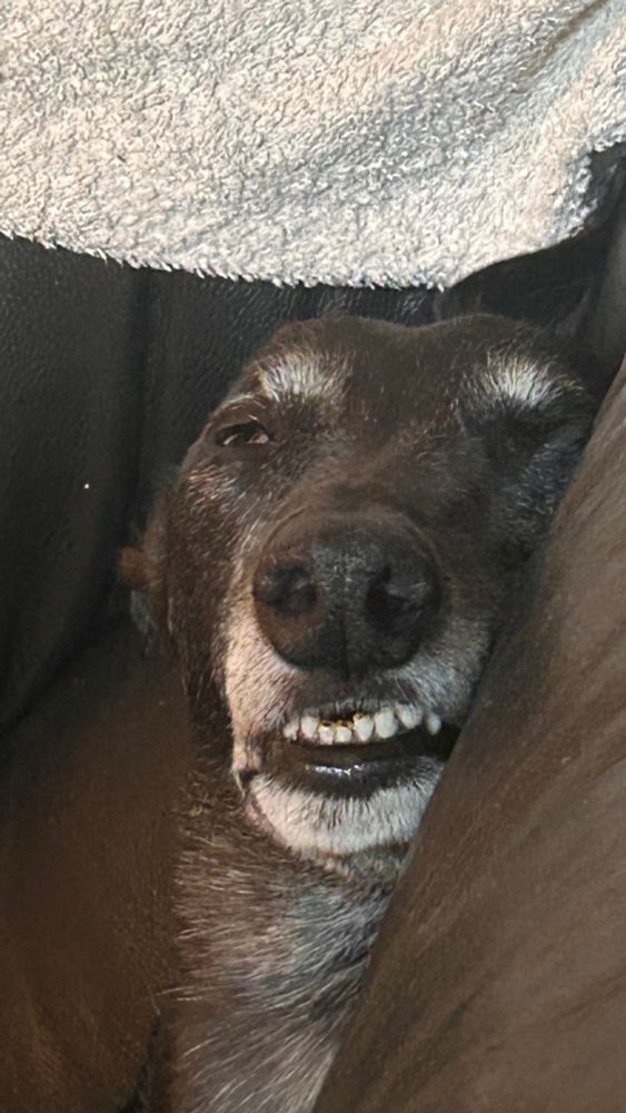 a greyhound looking silly, half asleep