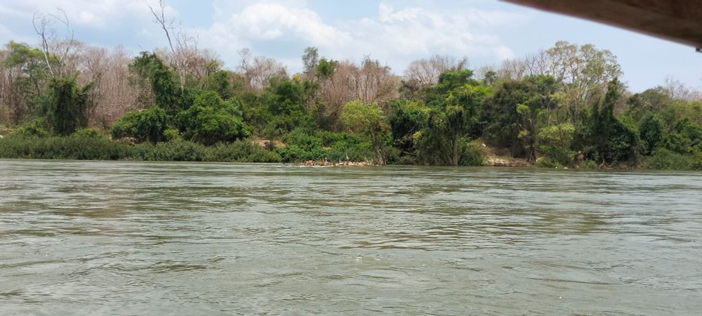 A picture of the conclave of egrets and cormorants without being zoomed. It shows how wide the river really is. That is an island in the middle of the river. The river up here is very wide. 